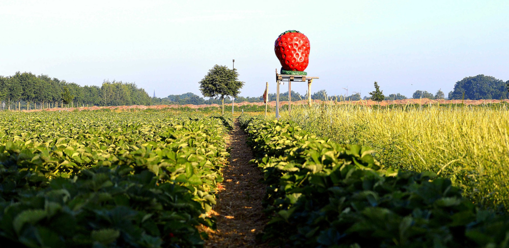 Erdbeerfeld-Oldenburg