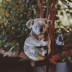 Koala Marathon um das Zwischenahner Meer