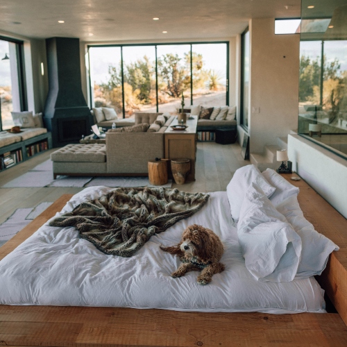 7 Dinge, die wir jetzt für andere tun können — gemütliches Wohn-/Schlafzimmer, Hund liegt auf dem Bett, Sonne strahlt ins Fenster