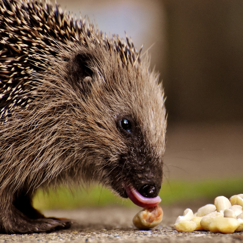 Igel am Futter