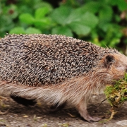 NABU OL: Igel im Wald