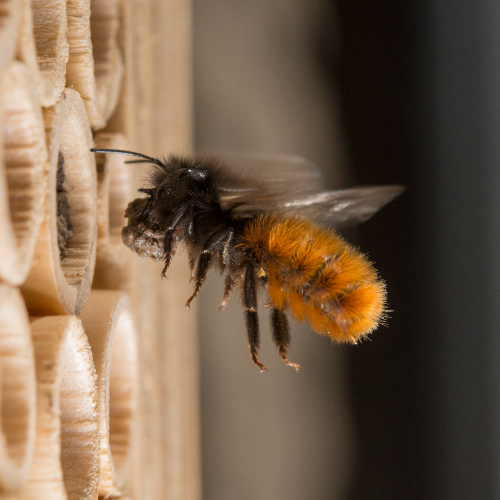 BeeHome Mauerbiene